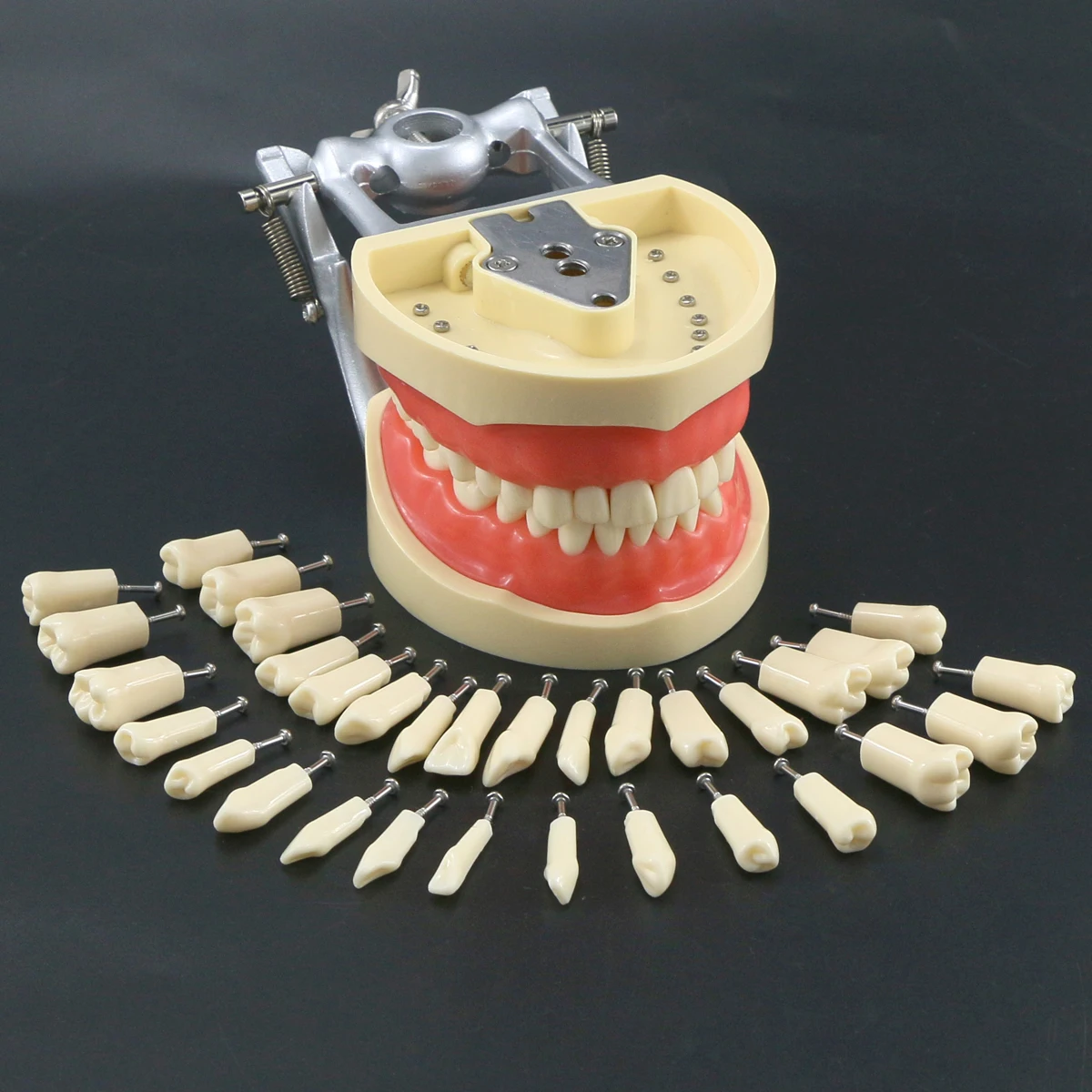 Стоматологичен модел Typodont с подвижни ввинчивающимися зъби Kilgore NISSIN 200 Type 8012 32 зъба